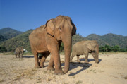 13 - Centre de réhabilitation pour éléphants à Chiang Mai